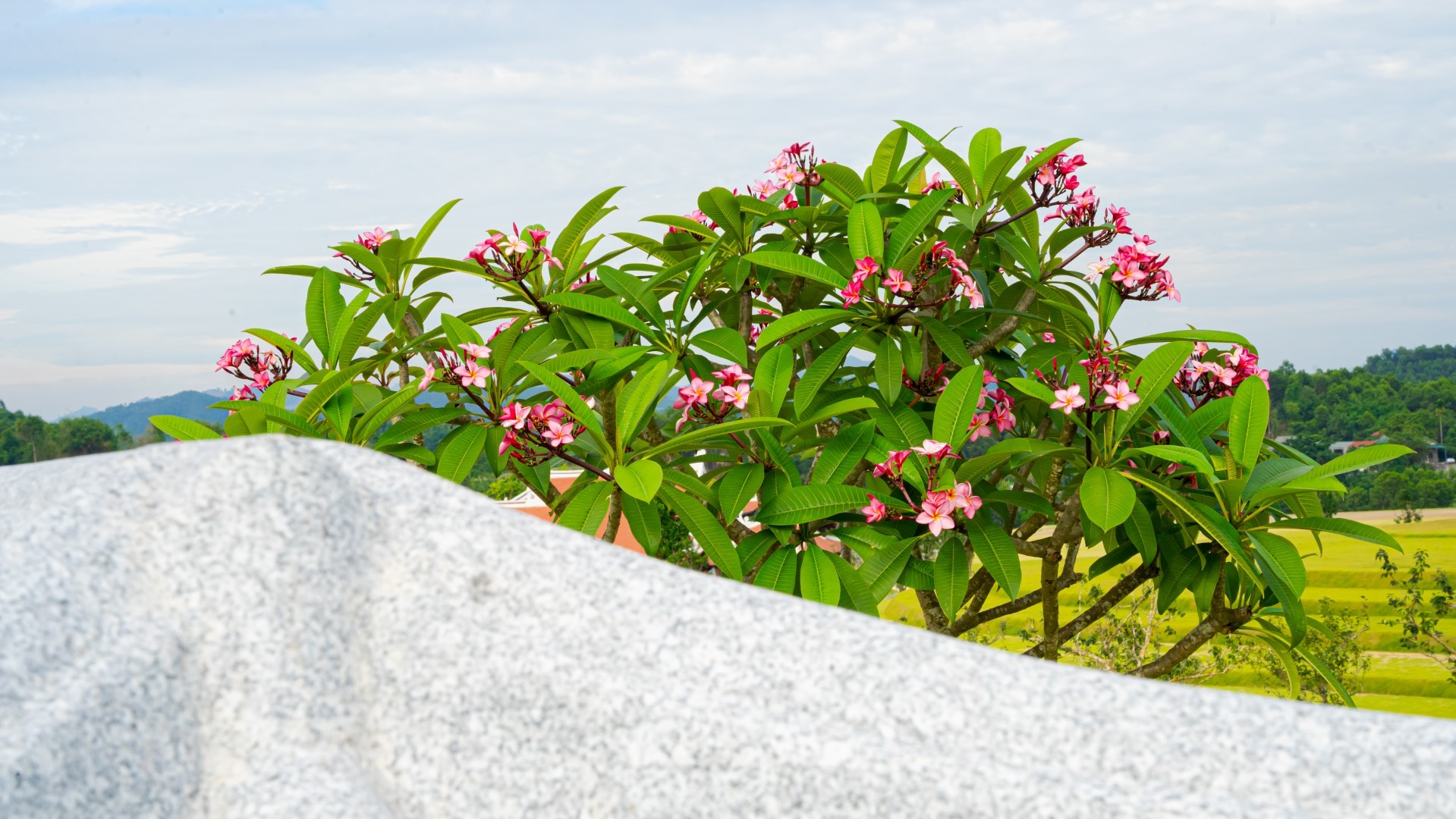 DX_05582 (1)